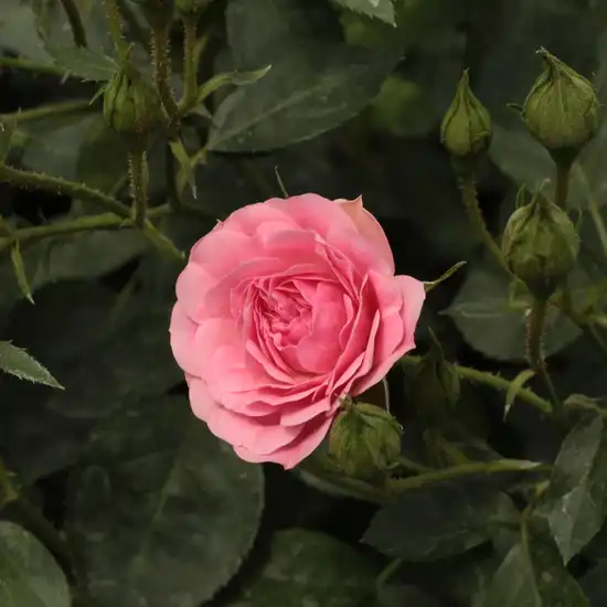 Rosa Ingrid Stenzig - roz - trandafir pentru straturi Polyantha